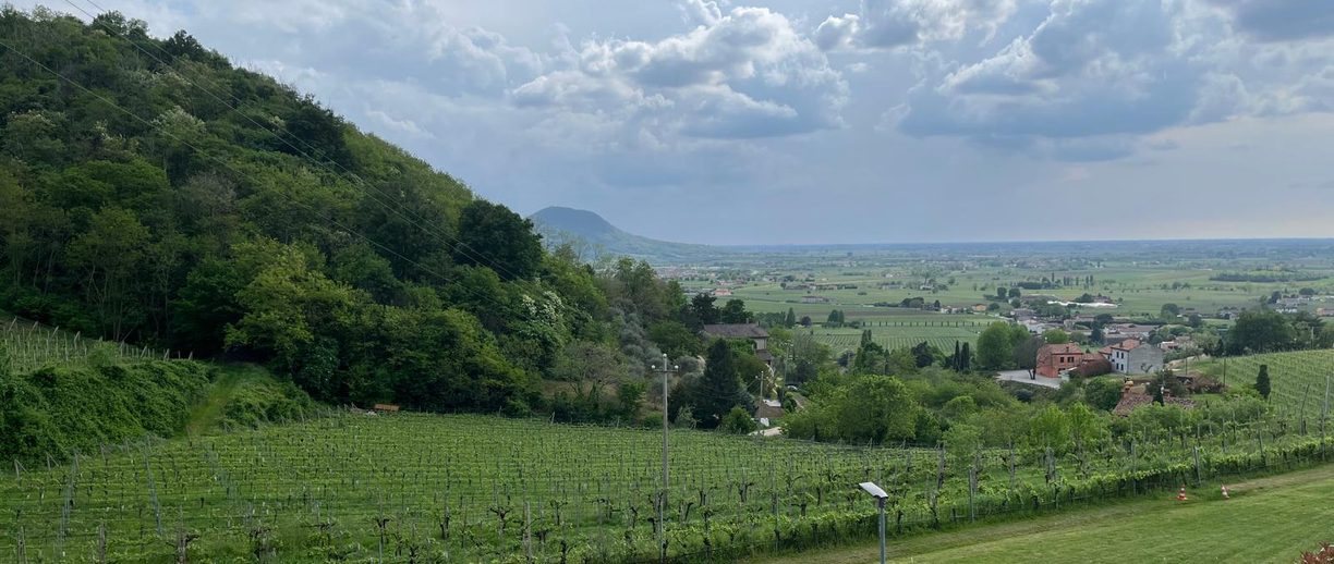 View over vineyards and hills near Padova